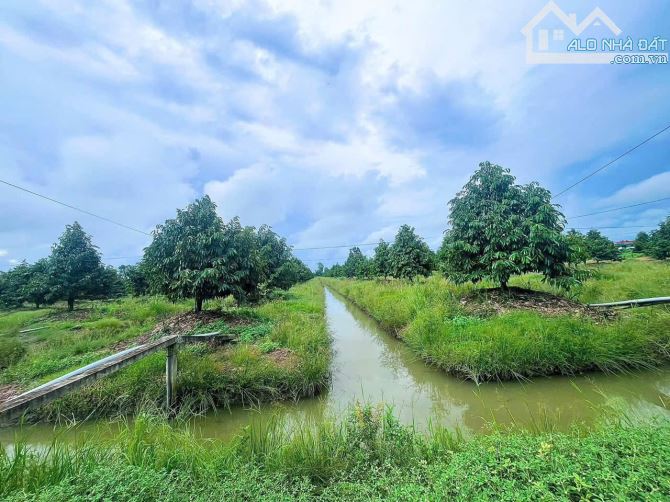 SIÊU PHẨM HƠN 30 CÔNG SẦU RIÊNG VỚI 670 GỐC MONTHONG - HẬU GIANG - 1