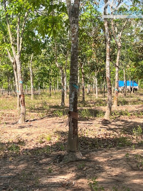 256.000m2 cách nhựa liên xã 350m, cách QL1A  7,5 km - 1