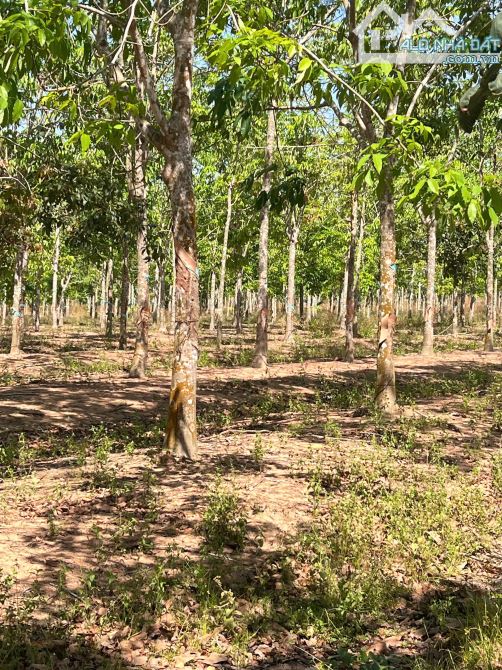 256.000m2 cách nhựa liên xã 350m, cách QL1A  7,5 km - 2