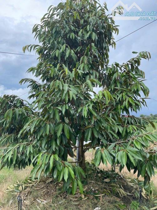 SIÊU PHẨM HƠN 30 CÔNG SẦU RIÊNG VỚI 670 GỐC MONTHONG - HẬU GIANG - 4