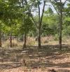 256.000m2 cách nhựa liên xã 350m, cách QL1A  7,5 km