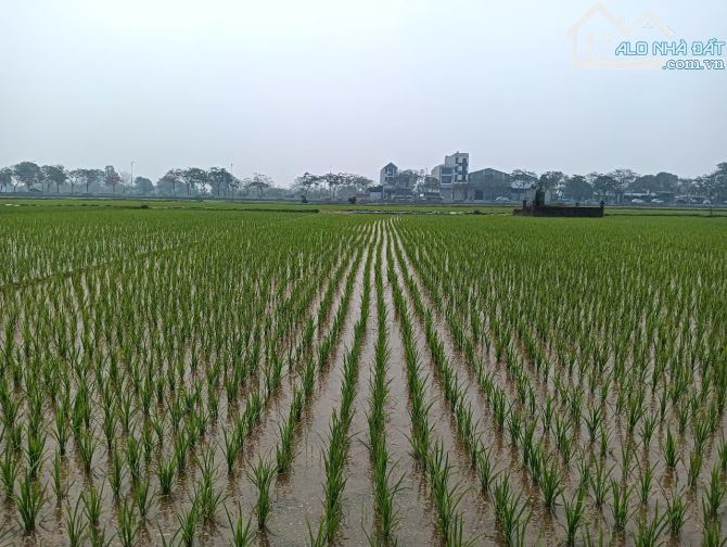 Bán đất thổ cư xã Tân Minh - huyện Sóc Sơn. Diện tích 92 m2 - Giá rẻ 17,5 triệu/m2. - 3