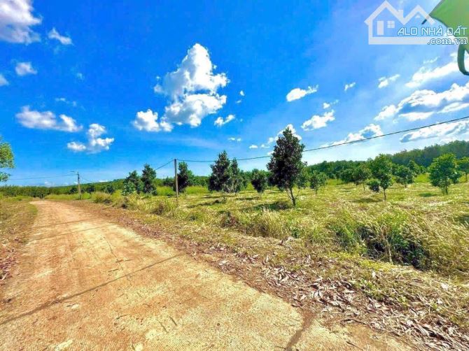 Bán gấp Sào Đất đang trồng mít giá 395tr, Đồng Tiến Đồng Phú - 1