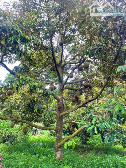 Cần bán vườn trái cây trĩu quả 1.253m2 đất, mặt tiền đến 27m, sau lưng có suối Long Phước - 2