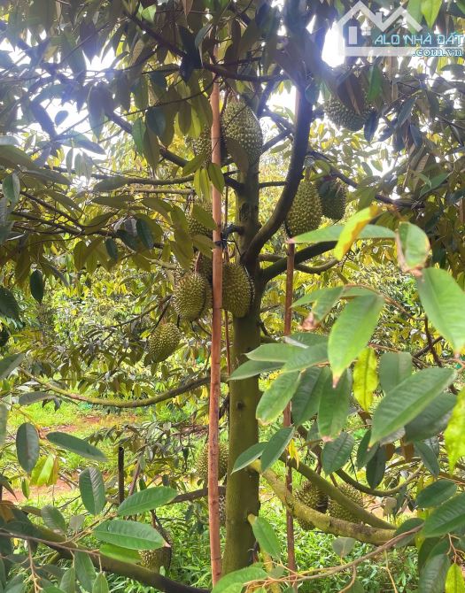 Cần bán vườn trái cây trĩu quả 1.253m2 đất, mặt tiền đến 27m, sau lưng có suối Long Phước - 3