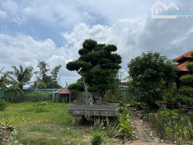 Chủ Cần Bán 1400m2 nhà vườn mặt nhựa đường xóm bàu hàm liêm phan thiết - 4