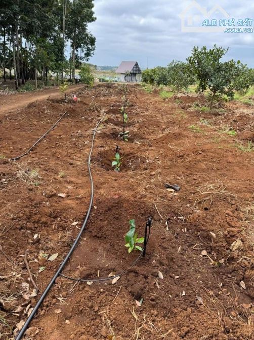 Bán 25 Ha đất rẫy ở huyện Cưjut Đăk Nông giá 170 triệu/sào - 10