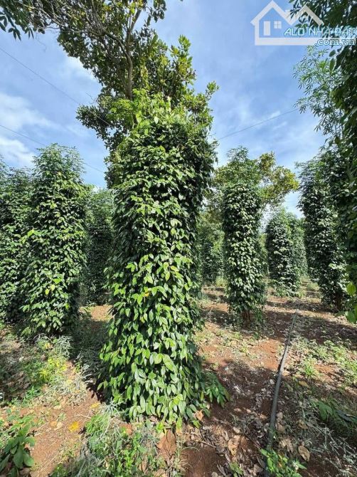 Bán 25 Ha đất rẫy ở huyện Cưjut Đăk Nông giá 170 triệu/sào - 3