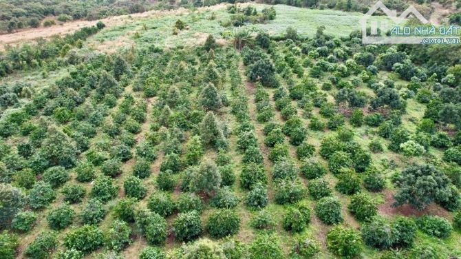 Bán 25 Ha đất rẫy ở huyện Cưjut Đăk Nông giá 170 triệu/sào - 4