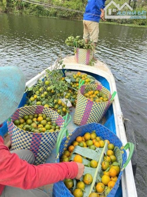 Bán 25 Ha đất rẫy ở huyện Cưjut Đăk Nông giá 170 triệu/sào - 9