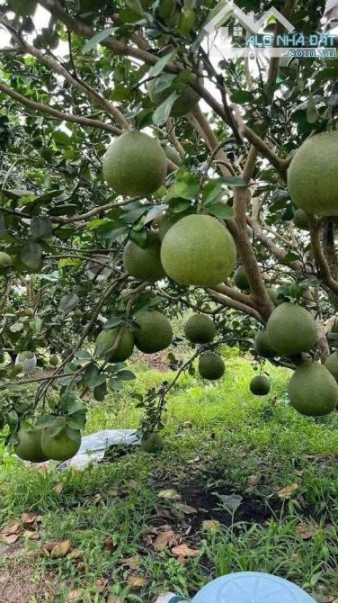 BÁN VƯỜN BƯỞI 2500m2 Có Thổ Cư Giá 200triệu - 2