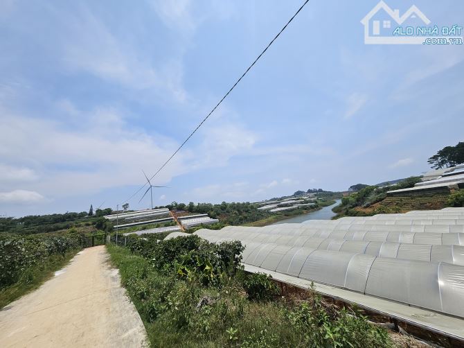 Bán lô đất nông nghiệp chuyển đổi xây dựng được trên đồi chè Cầu Đất – Đà Lạt.1000m² 3ti - 2