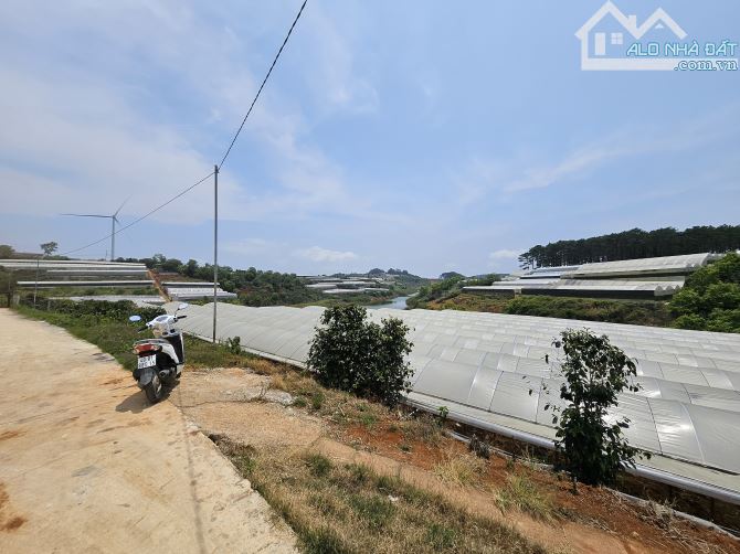 Bán lô đất nông nghiệp chuyển đổi xây dựng được trên đồi chè Cầu Đất – Đà Lạt.1000m² 3ti - 4