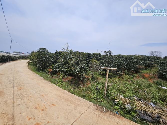 Bán lô đất nông nghiệp chuyển đổi xây dựng được trên đồi chè Cầu Đất – Đà Lạt.1000m² 3ti - 5