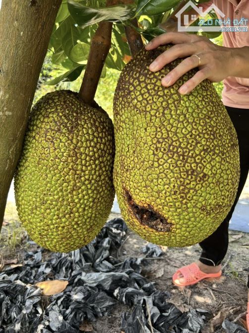 ✨ Hơn 2 SÀO cây ăn trái, Bám mặt đường 50 MÉT, cách QL13 tầm 1Km, gần TT Bến Cát - có 3 Tỷ - 7