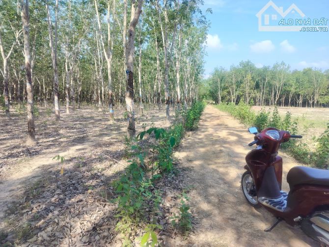 1ha. Với 200m mặt tiền Đường, Tại Đồng Tiến