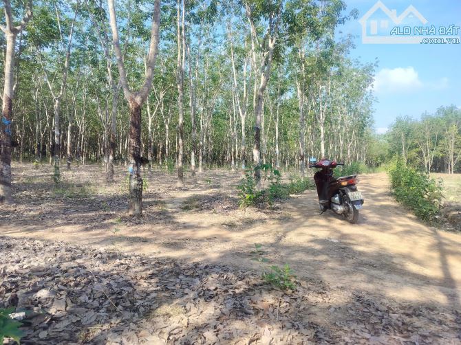 1ha. Với 200m mặt tiền Đường, Tại Đồng Tiến - 1