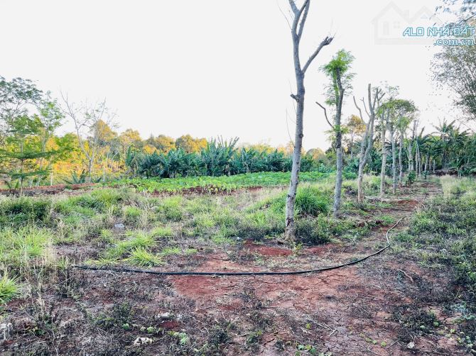 💥Đất TC 400m2,Tổng 4,2 sào,View Lúa,Cực Đẹp,ngay Eco City,hẻm Nguyễn Chí Thanh - 5