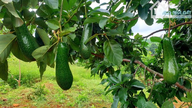 Cần tiền bán vườn sầu riêng và bơ đang thu hoạch 15.000m2 thổ cư, phủ hồng vuông đẹp - 3