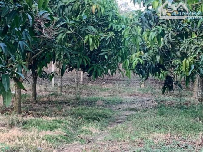 BÁN LÔ ĐẤT VƯỜN NGAY KHU DÂN CƯ 2000M2(55MX37M) ĐƯỜNG THÔNG GẦN SÔNG ĐỒNG NAI CHỈ 1TY1 - 4