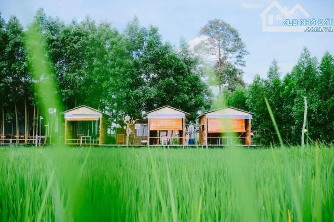 Bán Garden nghỉ dưỡng 4200m2 có 300tc tại tp Bà Rịa - 9