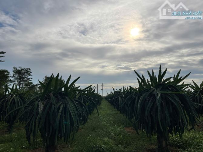 Bán 1HA đất có thanh long xã Hàm Kiệm giá đầu tư gần Novaworld Phan Thiết - 1