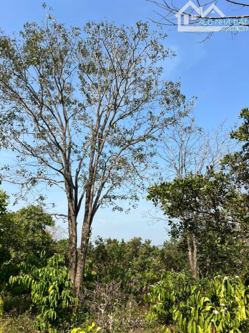 ĐẤT HÉT RẺ THUỘC THÔN 9 XÃ HÒA PHÚ BMT HƠN 1,5 HECTA GỒM 150M MẶT ĐƯỜNG XE Ô TÔ TẬN NƠI - 4