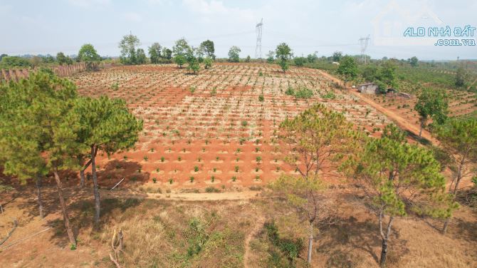 BÁN LÔ ĐẤT RẪY 13HA ĐẤT ĐỎ BAZAN TẠI CHƯPĂH - PLEIKU - GIA LAI - 1