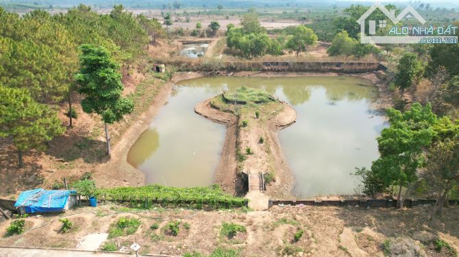 BÁN LÔ ĐẤT RẪY 13HA ĐẤT ĐỎ BAZAN TẠI CHƯPĂH - PLEIKU - GIA LAI - 2