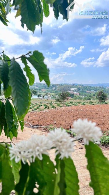 🥰Đông Thanh - Lâm Hà cách Đà Lạt chỉ 13km - 3