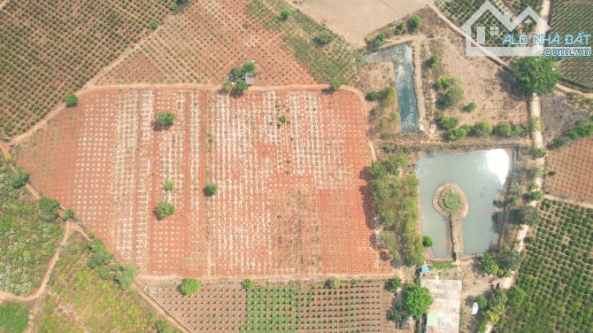 BÁN LÔ ĐẤT RẪY 13HA ĐẤT ĐỎ BAZAN TẠI CHƯPĂH - PLEIKU - GIA LAI - 3
