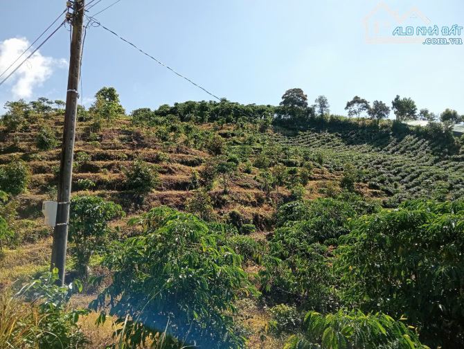 4.5 sào Bảo Lộc 70m mặt đường view toàn cảnh - 4