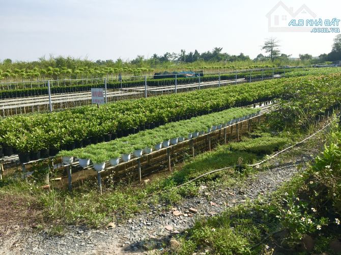 Mặt tiền đường Vành Đai Tây Bắc cách Cầu Sa Đéc 2 khoảng 1.5km, Đồng Tháp