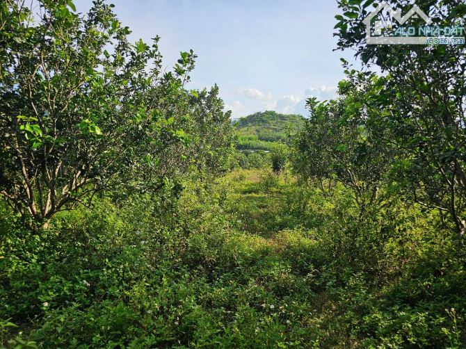 Bán đất Khánh Phú gần full thổ cư gần khu công nghiệp Sông Cầu - tặng vườn bưởi đã cho quả - 2