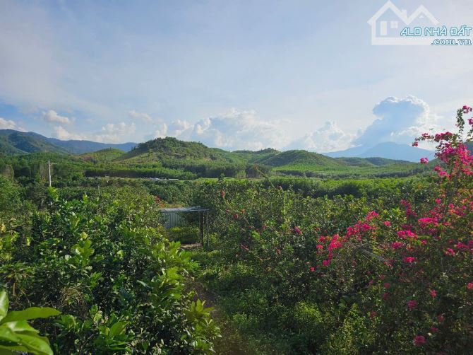 Bán đất Khánh Phú gần full thổ cư gần khu công nghiệp Sông Cầu - tặng vườn bưởi đã cho quả - 3