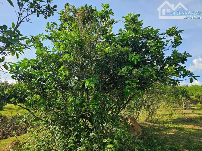 Bán đất Khánh Phú gần full thổ cư gần khu công nghiệp Sông Cầu - tặng vườn bưởi đã cho quả - 4