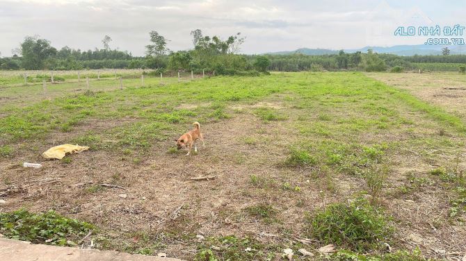 📌📌📌Làm việc trực tiếp!!!Bán 1000m2 đất trồng cây Hòa nhơn, Xã Hòa Nhơn, Huyện Hòa Vang, - 3