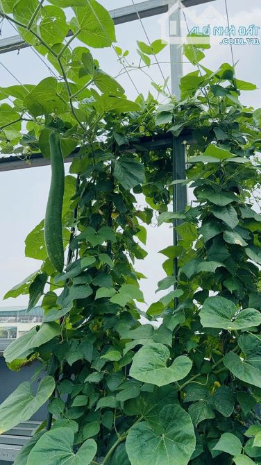 SIÊU PHẨM LK 8 TẦNG, THANG MÁY, KHU GIÃN DÂN MỘ LAO, HÀ ĐÔNG, DT 76M, MT 6.5M, KINH DOANH - 9