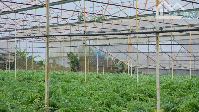 Bán Đất hẻm xe hơi đường Huỳnh Tấn Phát, Phường 11, Đà Lạt 4537,8mv