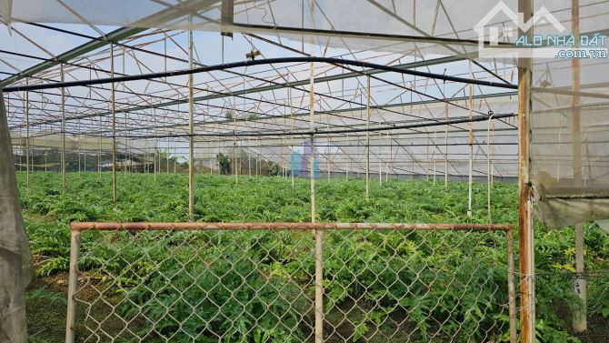 Bán Đất hẻm xe hơi đường Huỳnh Tấn Phát, Phường 11, Đà Lạt 4537,8mv - 1