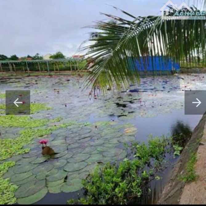 Bán ĐấtTân Phong, Kiến Thụy, Hải Phòng .15,5 tỷ, Diện Tích 7000m2.ngang 100m2.Đường 29m - 2