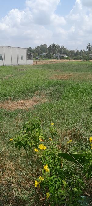 30×93 ( 2657m2 ) lúa mặt tiền 832 được lên thổ Bình Trinh Đông Tân trụ 6 tỷ - 3