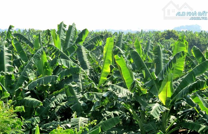 VƯỜN CHUỐI 2 MẶT TIỀN ĐƯỜNG NHỰA, PHỦ HỒNG, GẦN TỈNH LỘ, GẦN CAO TỐC, CÁCH BIỂN 15 PHÚT - 3