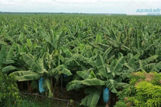 VƯỜN CHUỐI 2 MẶT TIỀN ĐƯỜNG NHỰA, PHỦ HỒNG, GẦN TỈNH LỘ, GẦN CAO TỐC, CÁCH BIỂN 15 PHÚT - 4