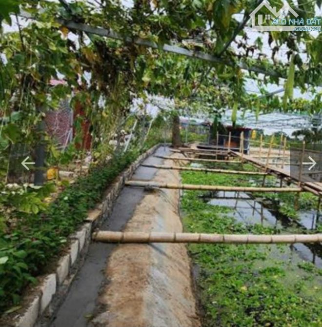 Bán ĐấtTân Phong, Kiến Thụy, Hải Phòng .15,5 tỷ, Diện Tích 7000m2.ngang 100m2.Đường 29m - 5