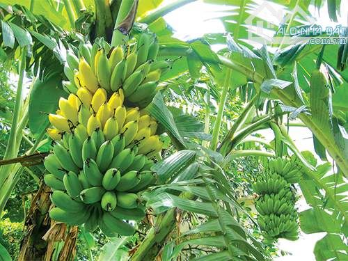 VƯỜN CHUỐI 2 MẶT TIỀN ĐƯỜNG NHỰA, PHỦ HỒNG, GẦN TỈNH LỘ, GẦN CAO TỐC, CÁCH BIỂN 15 PHÚT - 5