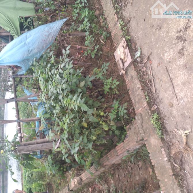 XÓM MÍT CỔ LOA-VIEW HỒ CỰC THOÁNG-ĐÂT FULL THỔ CƯ - 6