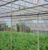 Bán Đất hẻm xe hơi đường Huỳnh Tấn Phát, Phường 11, Đà Lạt 4537,8mv