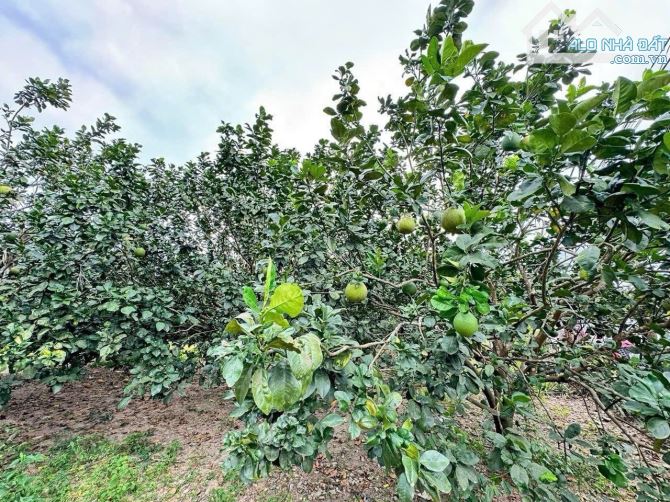 Vườn Bưởi tại Khánh Nam - Khánh Vĩnh - Khánh Hoà