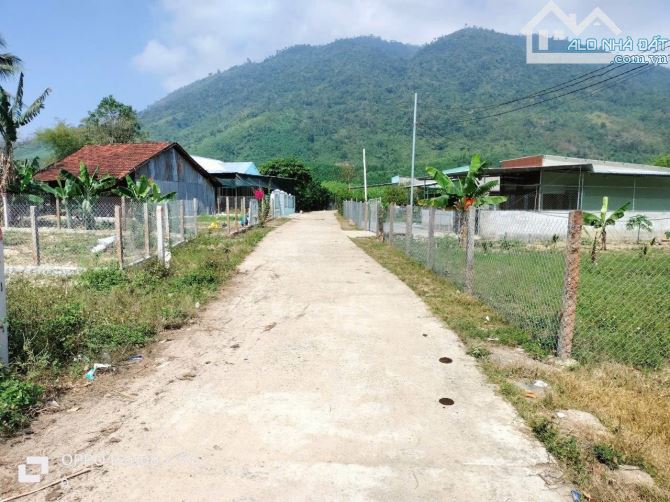 Vườn Bưởi tại Khánh Nam - Khánh Vĩnh - Khánh Hoà - 2